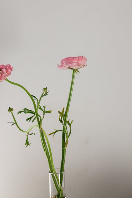 Blooming Pink Flowers on White Background