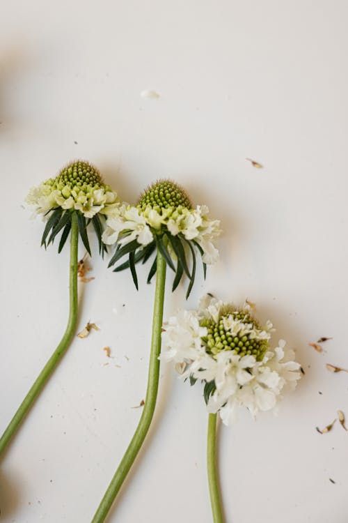 꽃이 피는, 수직 쐈어, 식물군의 무료 스톡 사진