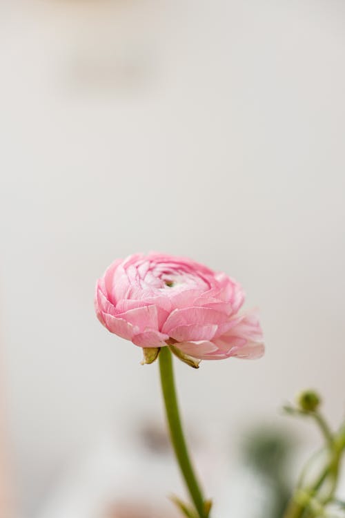 Selective Focus Photo of a Pink Persian Buttercup Flower