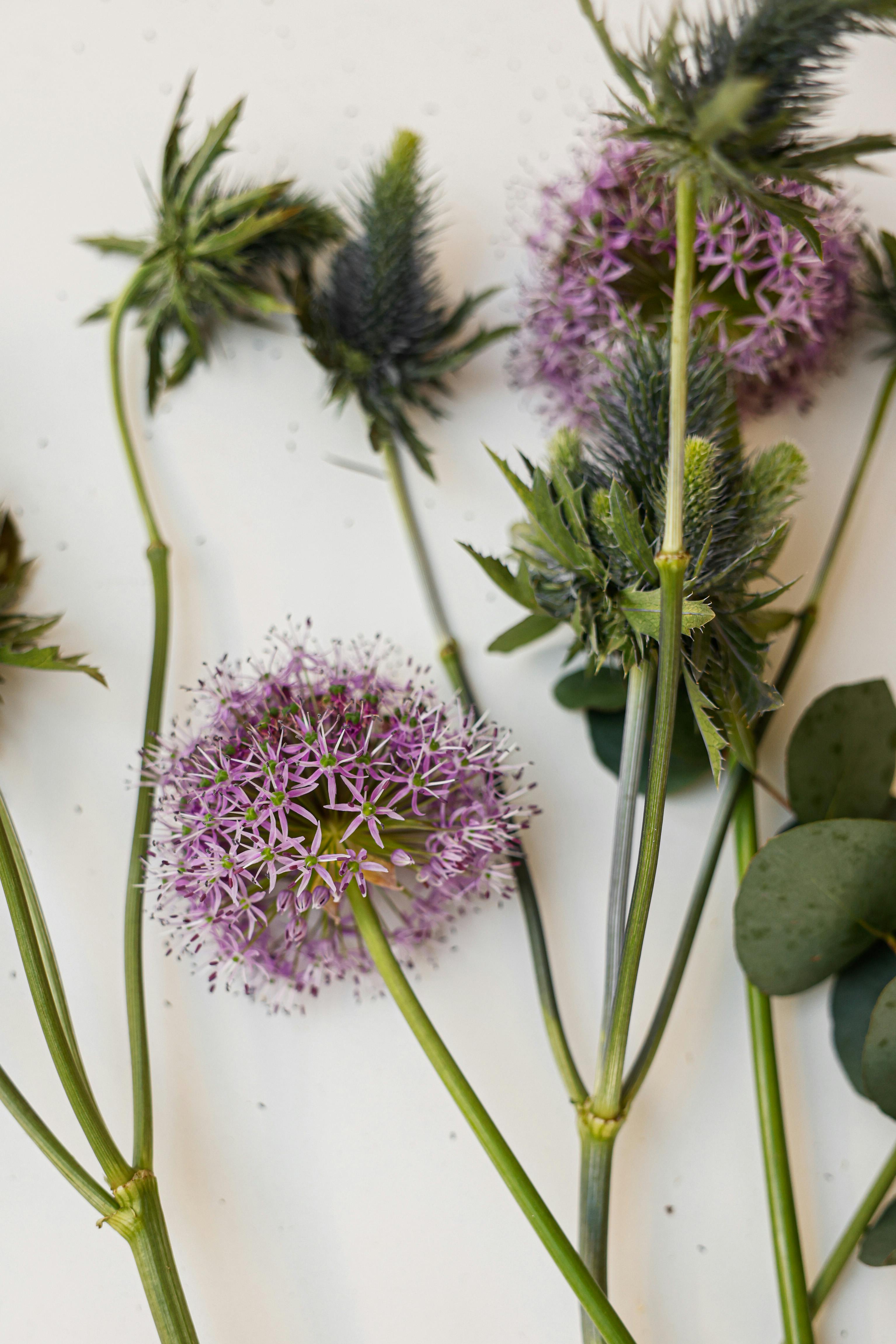 Detailed close-up of purple Allium and thistle flowers with leaves on a white background.