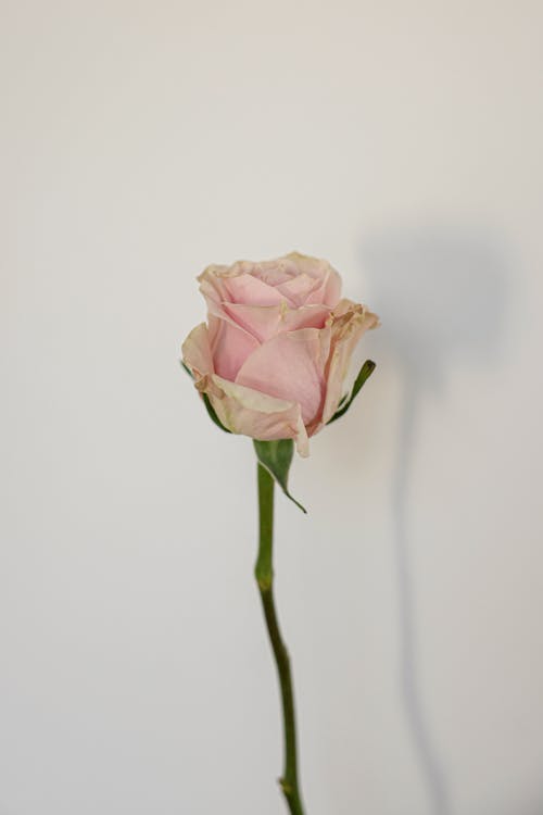 Close-Up Photograph of a Light Pink Rose