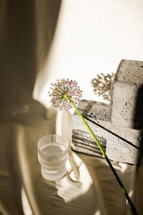 Close-up Photo of a Pink Flower over a Drinking Glass 