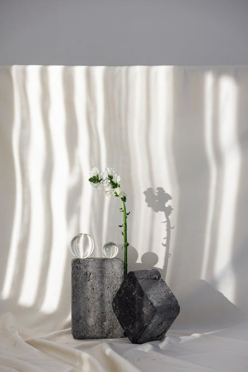 basitlik, beyaz, çiçek içeren Ücretsiz stok fotoğraf