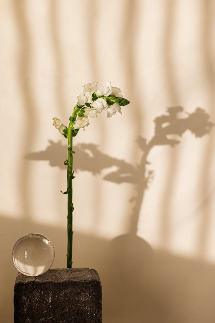 A Flower And A Crystal Ball Over A Concrete Block