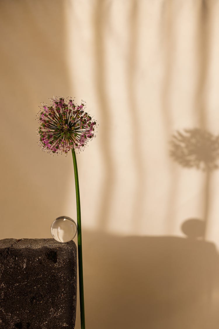 A Crystal Ball On A Rock Leaning On A Stem Of Allium Flower