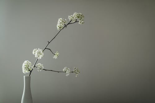 Základová fotografie zdarma na téma callery hruška, květiny, šedé pozadí