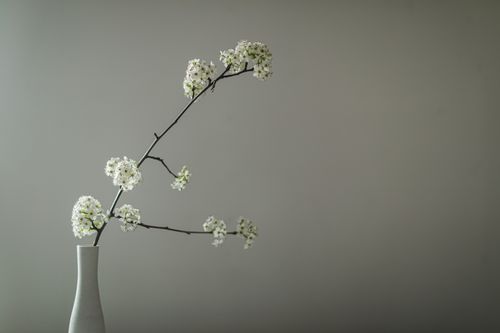 Free A minimalist composition featuring callery pear blossoms in a vase against a soft gray background. Stock Photo