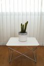 Green Snake Plant on White Pot