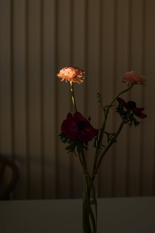 インドア, カーネーション, ガラス花瓶の無料の写真素材