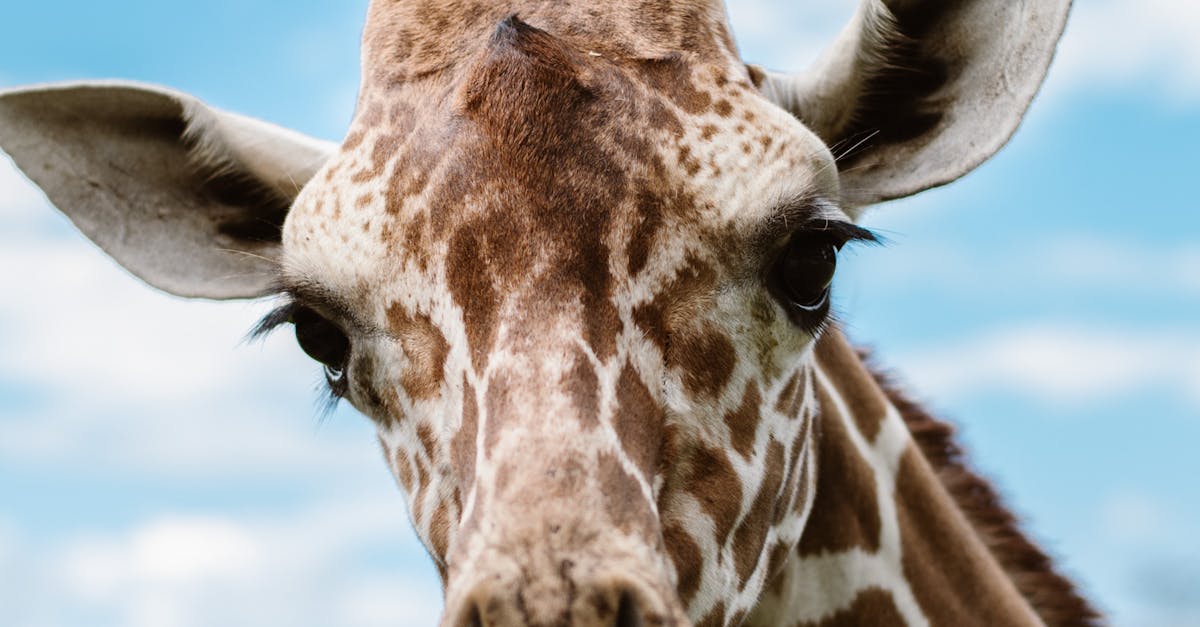 Free stock photo of giraffe