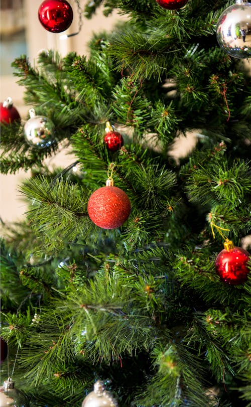 無料 緑と赤のクリスマスツリー 写真素材