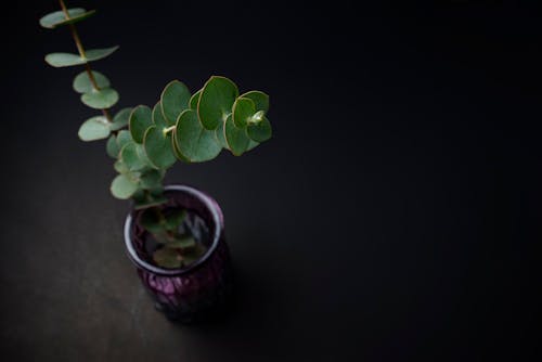 Close Up Photo of Green Plant