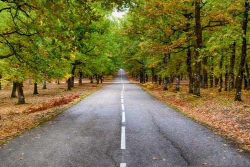 Free A picturesque road in Ilia, Greece, lined with vibrant autumn trees, perfect for travel and nature themes. Stock Photo