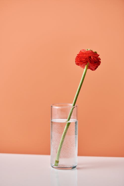 Бесплатное стоковое фото с orange_background, вертикальный выстрел, стеклянная ваза