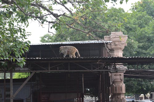 Free stock photo of monkey, temple Stock Photo