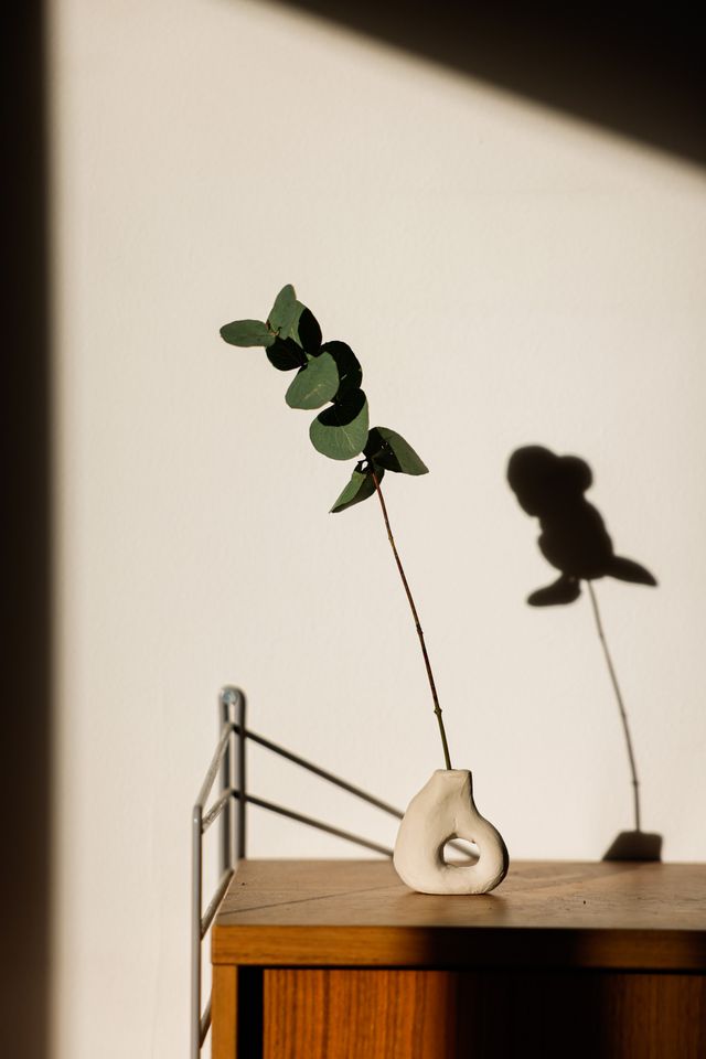 A eucalyptus sprig in a pale ceramic vase in warm afternoon light — photo by Cup of Couple on Pexels