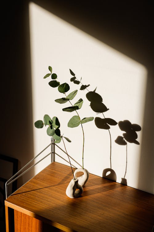 Gratis stockfoto met decoratie, eucalyptus takken, licht en schaduw