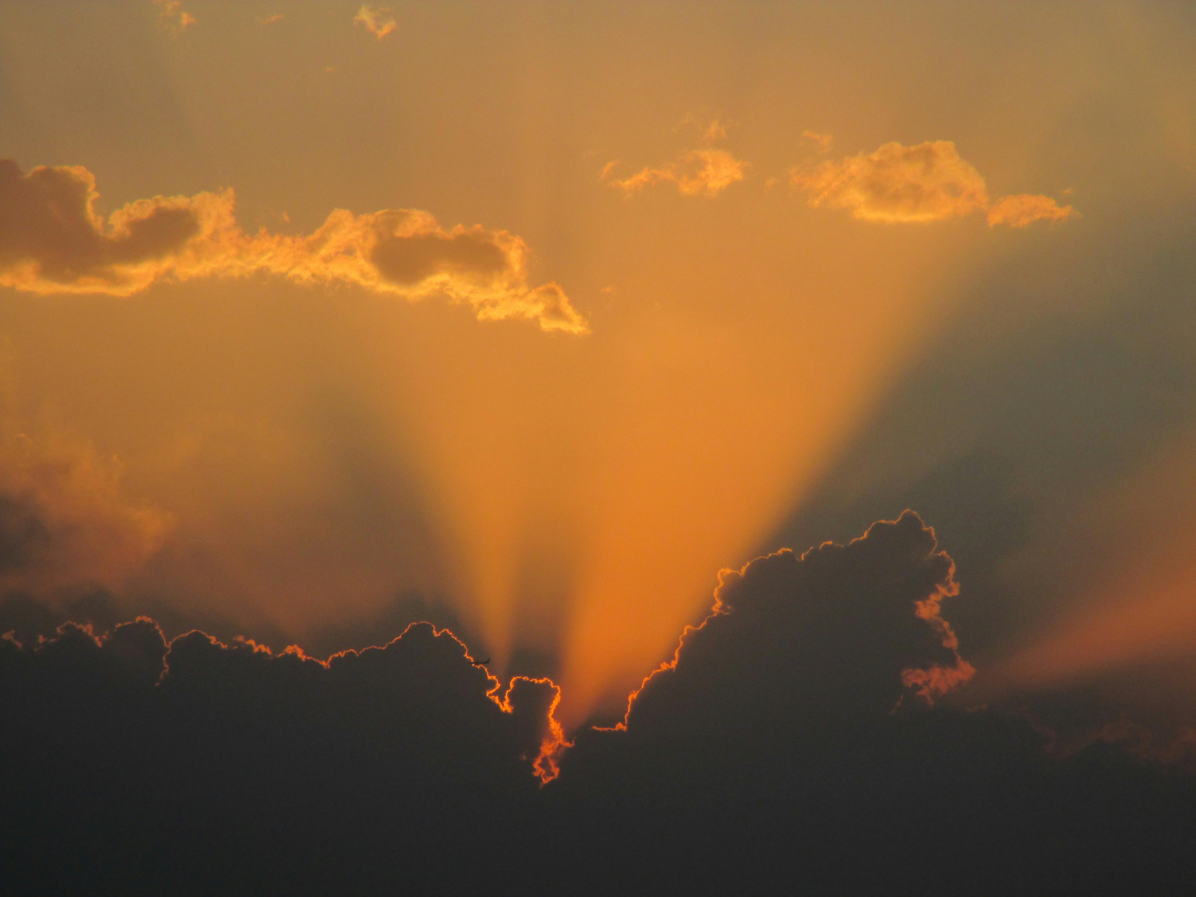 Free stock photo of evening sun, golden sun, ray of sunshine
