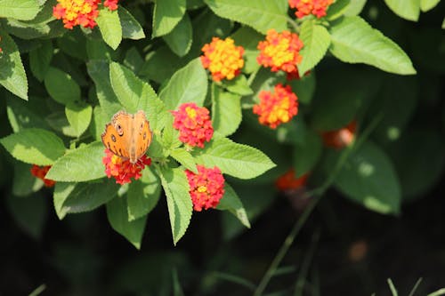 Free stock photo of beautiful flowers, butterfly, butterfly on a flower