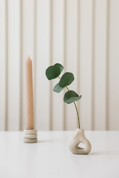 Free A Green Plant and a Candle on the Table Stock Photo