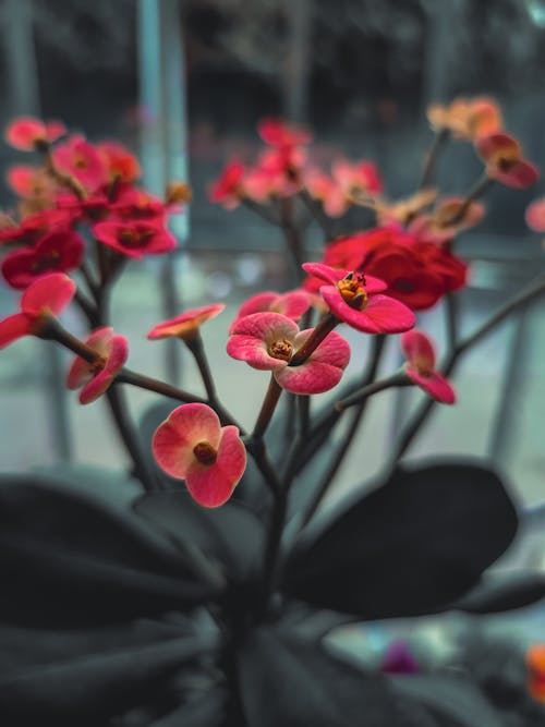 Foto d'estoc gratuïta de corona d'espines, delicat, flora