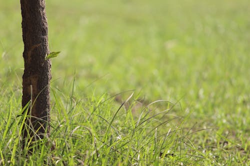 자연 바탕화면, 잔디, 젖은 풀의 무료 스톡 사진