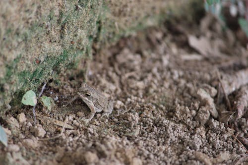 개구리, 떨어진 나뭇잎, 마른 잎의 무료 스톡 사진