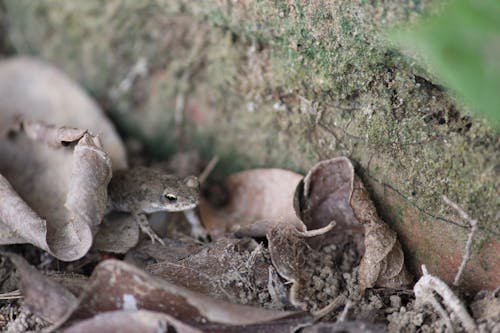 개구리, 떨어진 나뭇잎, 마른 잎의 무료 스톡 사진