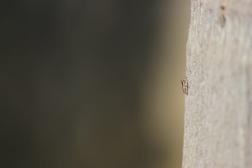 Free stock photo of blur, nature wallpaper, spider Stock Photo