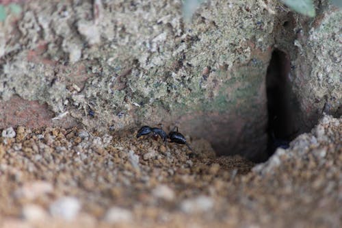 Free stock photo of ant, blur, nature Stock Photo
