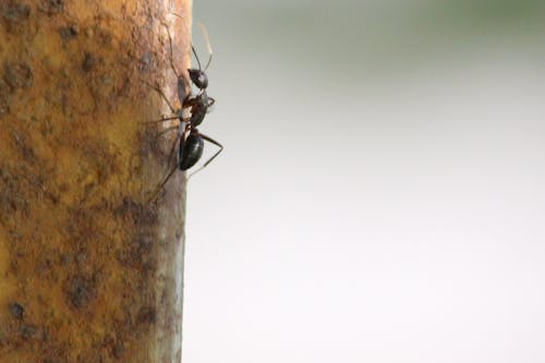 Free stock photo of ant, blur, climbing ant Stock Photo