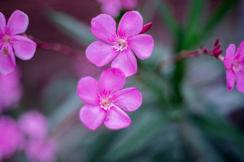 Foto stok gratis bidikan close-up, bunga-bunga merah muda, flora