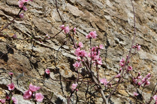 Free stock photo of blossom, climbing plant, flowers Stock Photo