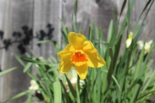 Free stock photo of daffodil, daffodils, spring Stock Photo