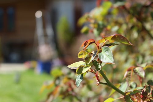 Free stock photo of leaves, rose bush, spring Stock Photo