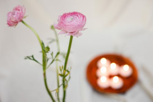 arka plan bulanıklık, bitki örtüsü, çiçek içeren Ücretsiz stok fotoğraf
