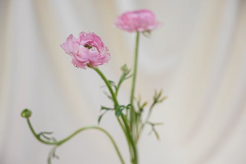 Kostnadsfri bild av blomfotografi, närbild, rosa blomma