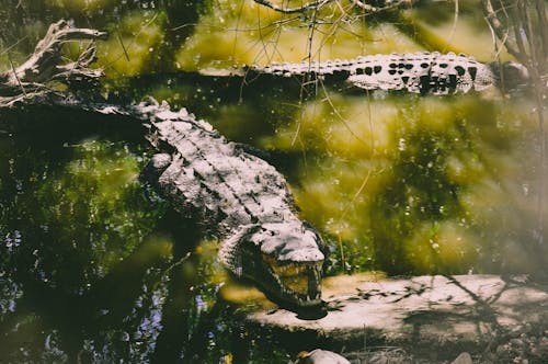 2匹のワニの野生動物写真