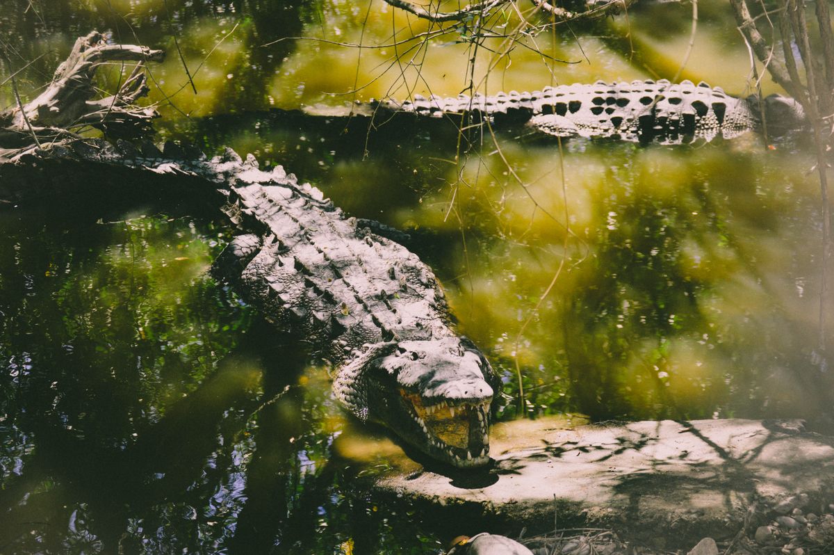 a shiny metal server rack sitting in a muddy tropical swamp