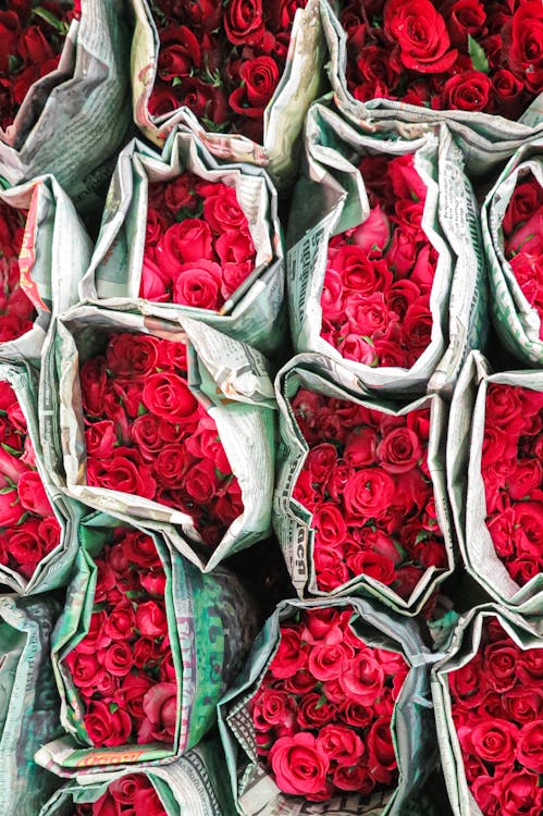 Roses in Bags · Free Stock Photo