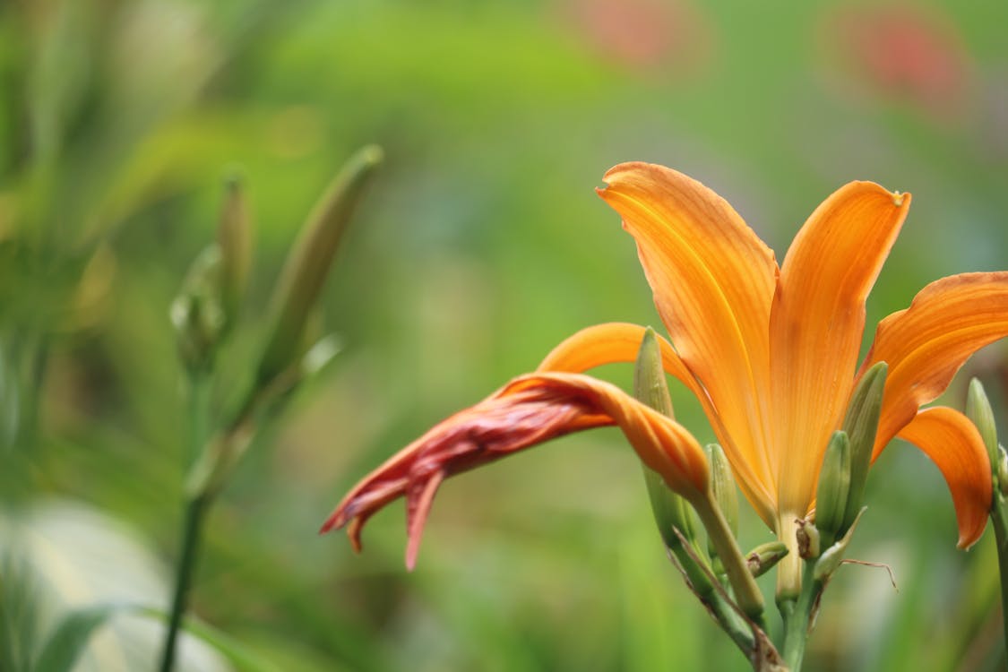 주황색 꽃잎 꽃의 근접 사진