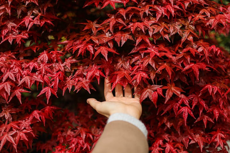 Hand In Red Autumn Leaves