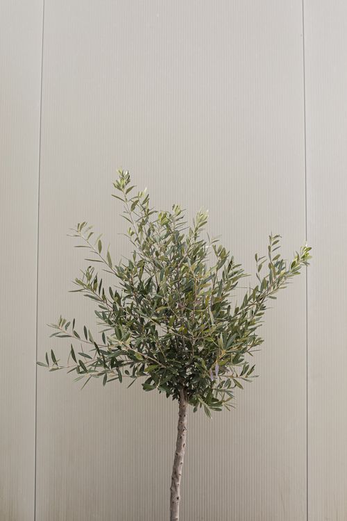 Free A simple olive tree standing against a plain neutral wall, creating a minimalist botanical scene. Stock Photo