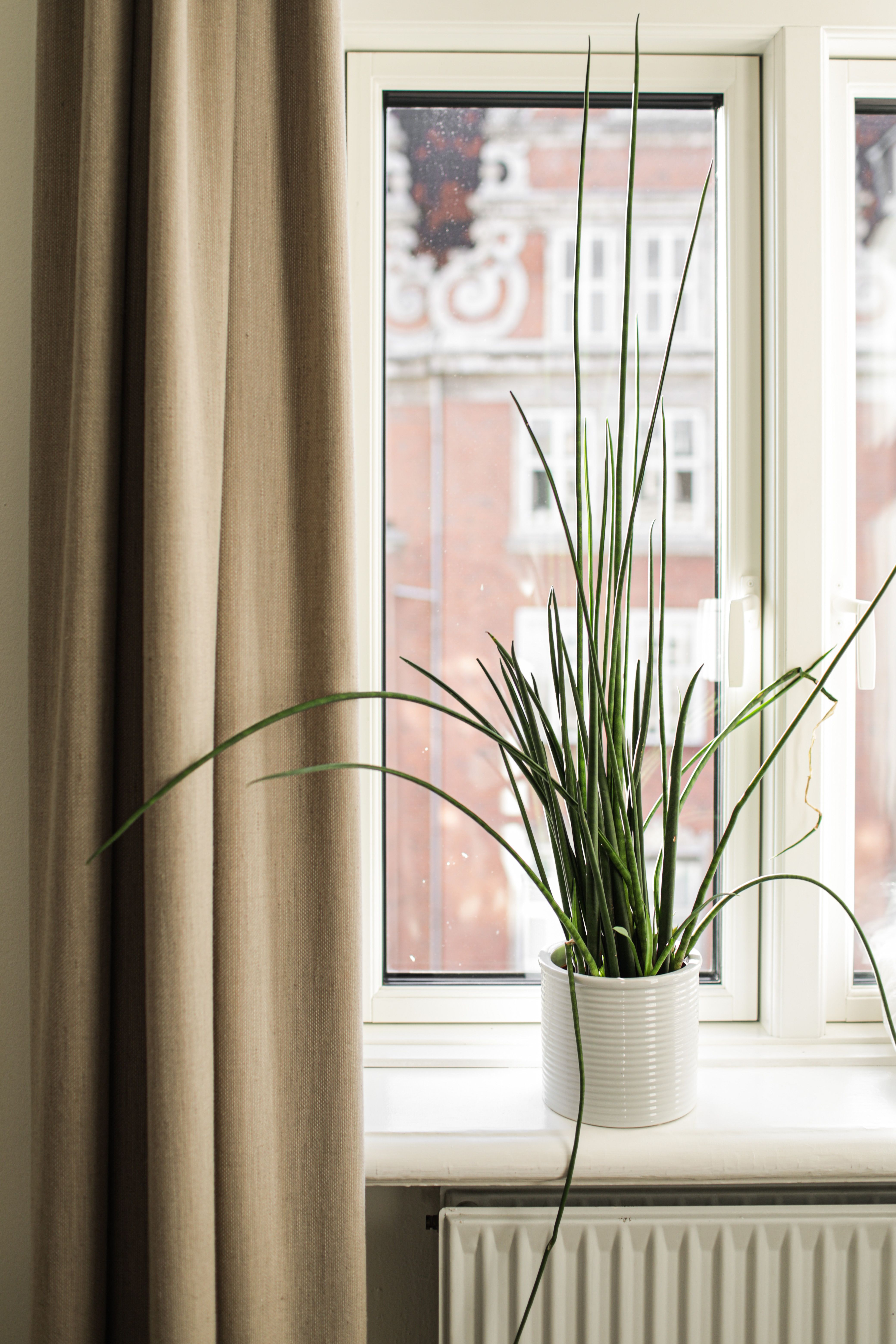 A Potted Green Plant on a Window Sill · Free Stock Photo