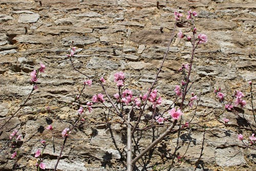 Free stock photo of blossom, climbing peach, flowers Stock Photo