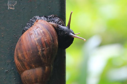 Free stock photo of snail