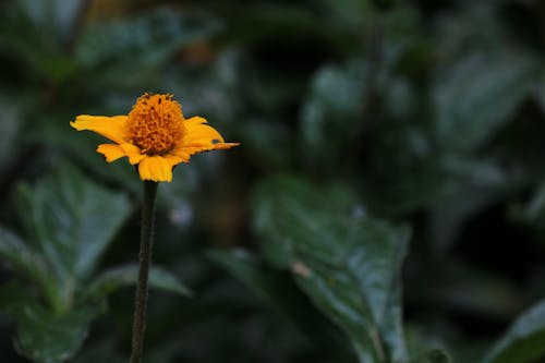 Free stock photo of beautiful flowers