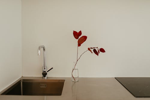 Gratis lagerfoto af håndvask, hvid baggrund, plante