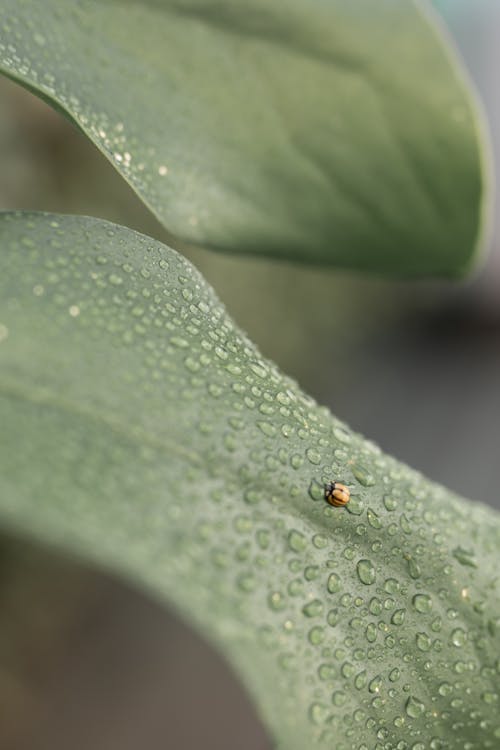 Free Close-Up Photo of Water Droplets on Leaf Stock Photo