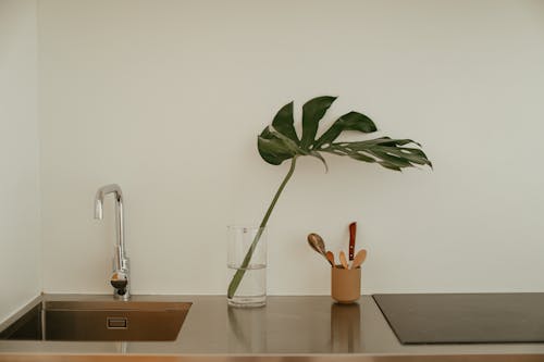 Kitchen Counter with Sink and a Monstera Leaf in a Glass 